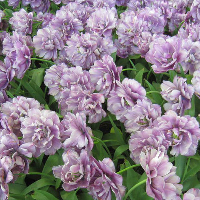 Purple flowers