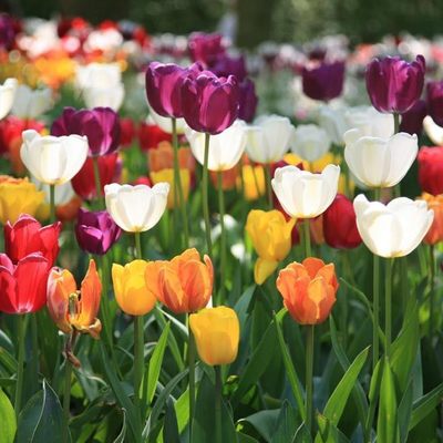 Tulips