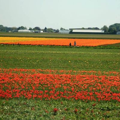 Flowers field