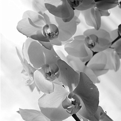 Orchids