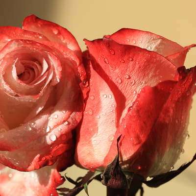 Love Is... Passion to You