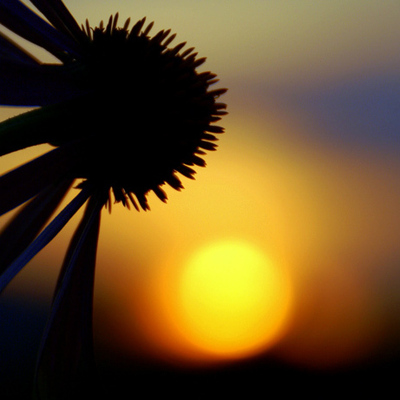 In the Sunset