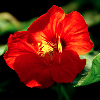 Red flower
